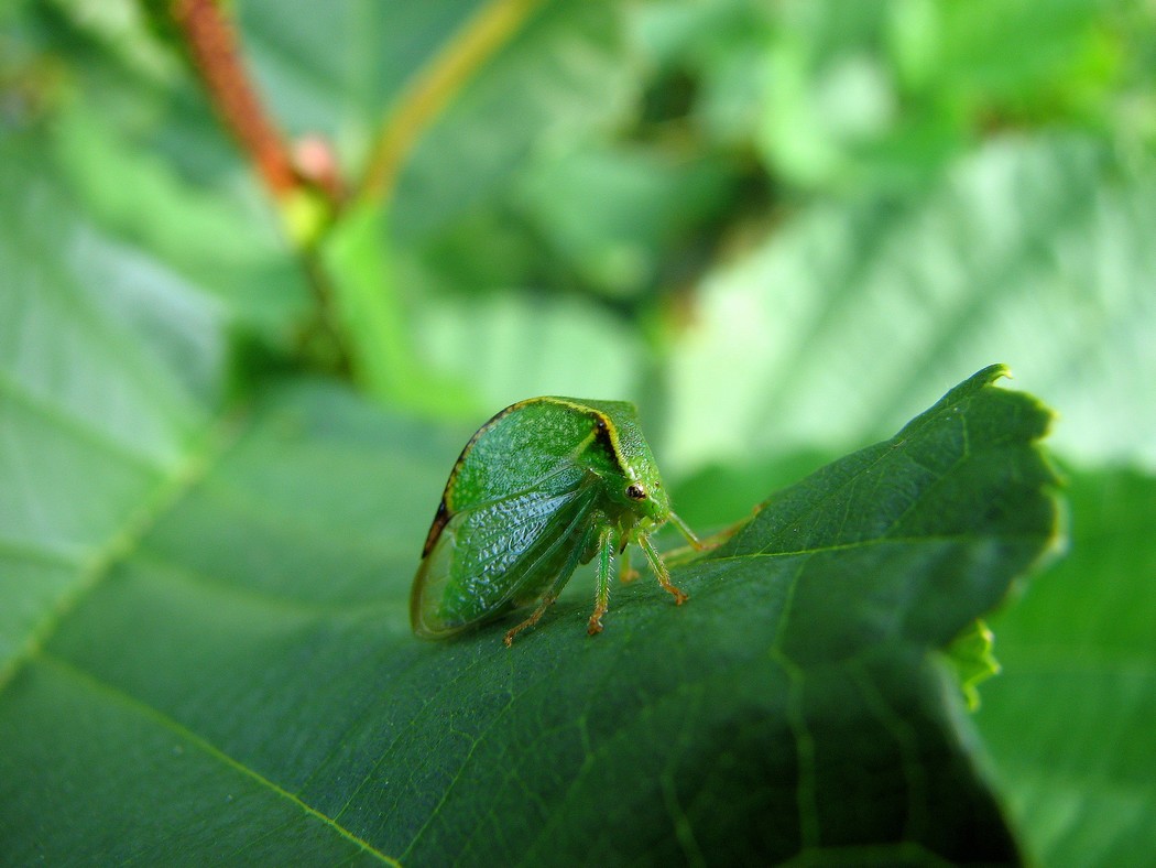 Nuovi insetti da identificare al Parco del Ticino